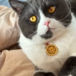 Red String Guardian Medallion Collar photo review