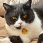 Red String Guardian Medallion Collar photo review