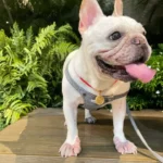 Red String Guardian Medallion Collar photo review