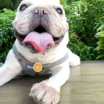 Red String Guardian Medallion Collar photo review