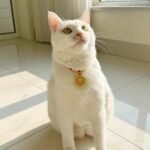 Red String Guardian Medallion Collar photo review