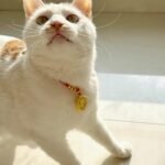 Red String Guardian Medallion Collar photo review