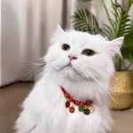 Five Blessings Collar photo review