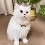 Five Blessings Collar photo review