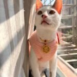 Red String Guardian Medallion Collar photo review