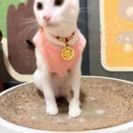 Red String Guardian Medallion Collar photo review