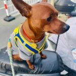 Red String Guardian Medallion Collar photo review
