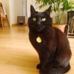 Red String Guardian Medallion Collar photo review