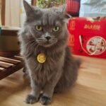 Red String Guardian Medallion Collar photo review