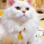 Red String Guardian Medallion Collar photo review