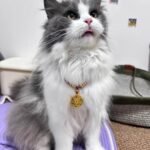 Red String Guardian Medallion Collar photo review