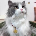 Red String Guardian Medallion Collar photo review