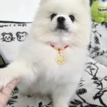 Red String Guardian Medallion Collar photo review