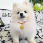 Red String Guardian Medallion Collar photo review