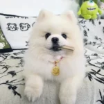 Red String Guardian Medallion Collar photo review