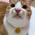 Red String Guardian Medallion Collar photo review