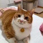 Red String Guardian Medallion Collar photo review