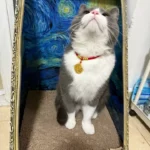 Red String Guardian Medallion Collar photo review