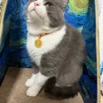 Red String Guardian Medallion Collar photo review